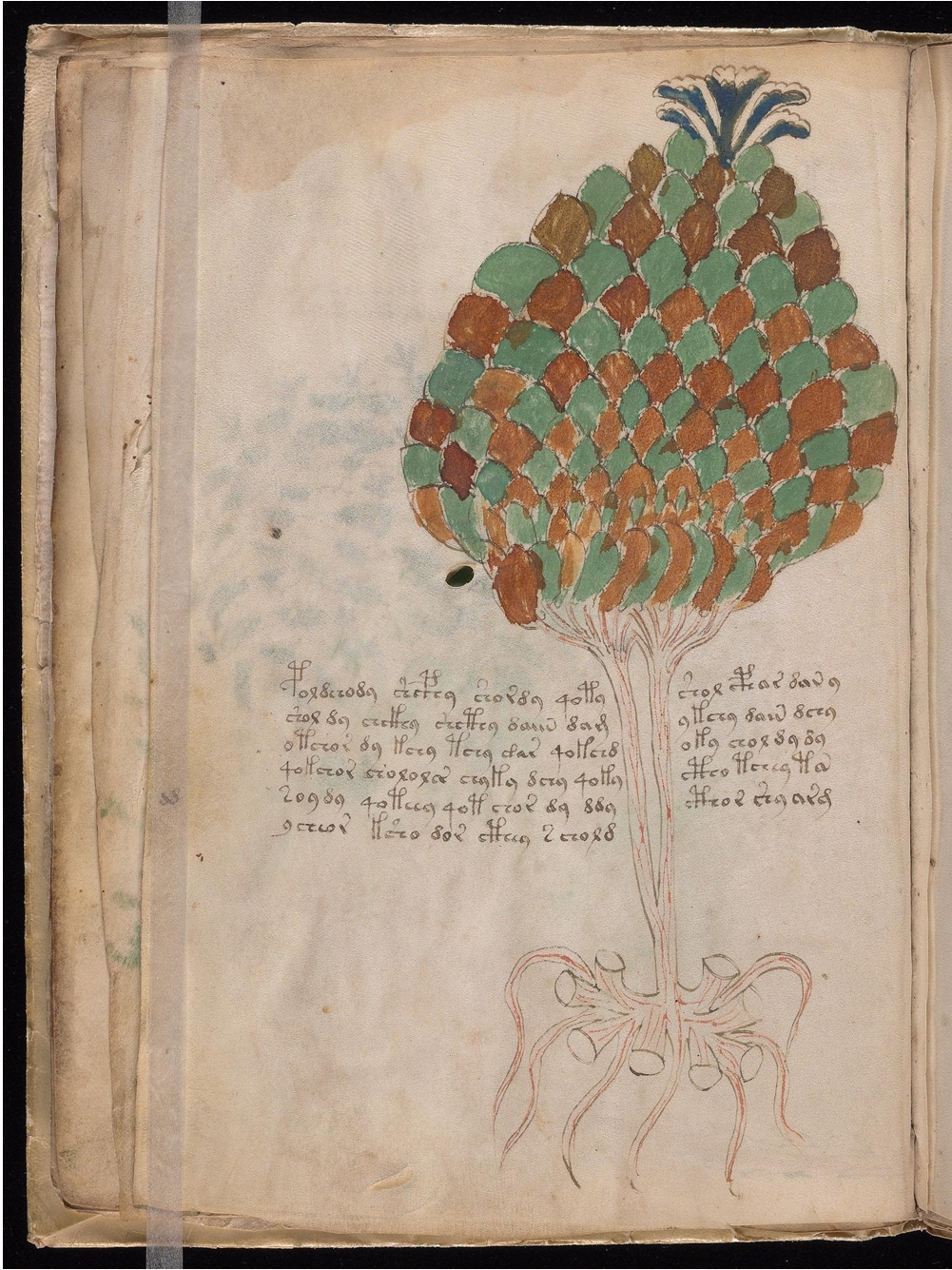 Original manuscript of Folio 11v